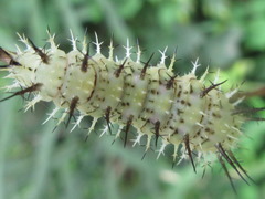 Limenitis sydyi