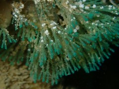 Virididentula dentata