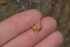 Phycothais reticulata