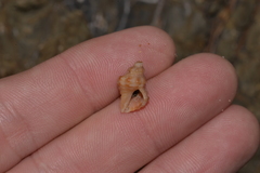 Phycothais reticulata