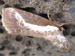 Stenoloba jankowskii