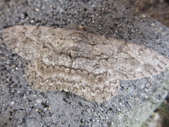 Hypomecis punctinalis