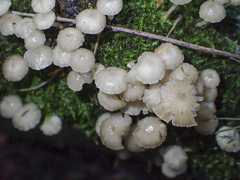 Roridomyces austrororidus