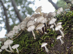 Roridomyces austrororidus