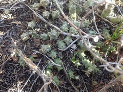 Duvalia caespitosa caespitosa