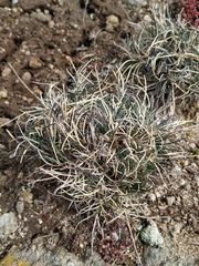 Festuca indigesta