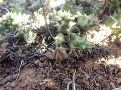 Duvalia caespitosa caespitosa