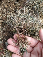 Festuca indigesta