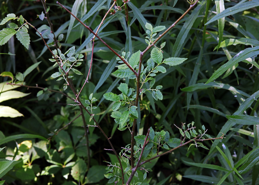 Hemiptelea davidii from Dupage County, IL, USA on June 25, 2020 at 02:
