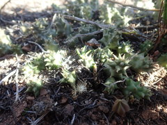 Duvalia caespitosa caespitosa