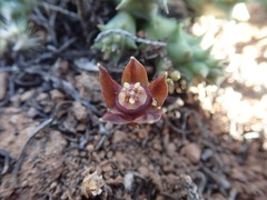 Duvalia caespitosa caespitosa