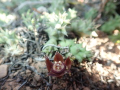 Duvalia caespitosa caespitosa