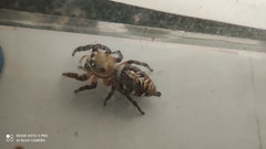 Hyllus semicupreus