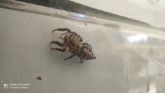 Hyllus semicupreus