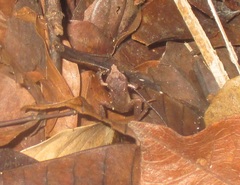 Pristimantis ramagii