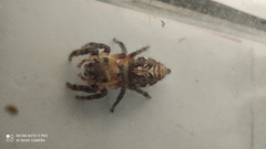 Hyllus semicupreus