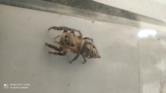 Hyllus semicupreus