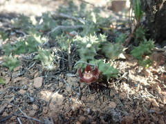 Duvalia caespitosa caespitosa