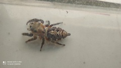 Hyllus semicupreus