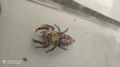 Hyllus semicupreus