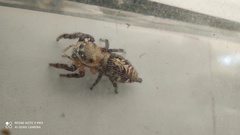 Hyllus semicupreus