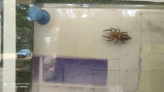 Hyllus semicupreus