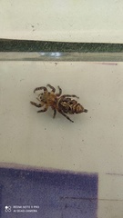Hyllus semicupreus