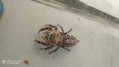 Hyllus semicupreus