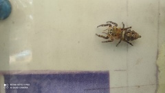 Hyllus semicupreus