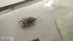 Hyllus semicupreus