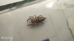 Hyllus semicupreus