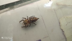 Hyllus semicupreus