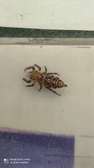 Hyllus semicupreus