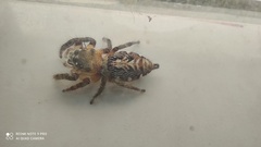 Hyllus semicupreus