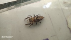 Hyllus semicupreus