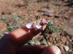 Polygala microlopha