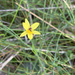 Yellow Rush-Lily - Photo (c) laurenhues, some rights reserved (CC BY-NC), uploaded by laurenhues
