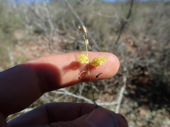 Bulbine filifolia