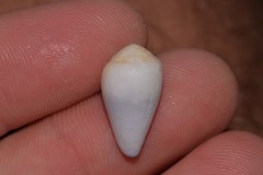 Conus sponsalis