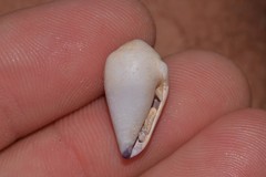 Conus sponsalis