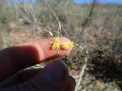 Bulbine filifolia