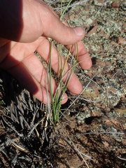 Bulbine filifolia