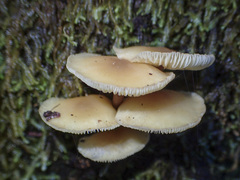 Collybia eucalyptorum