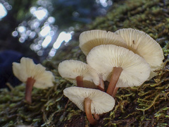 Collybia eucalyptorum