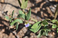 Blepharis integrifolia