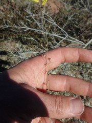 Bulbine filifolia