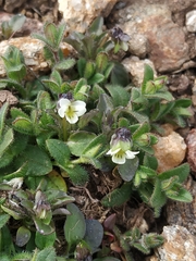Viola kitaibeliana