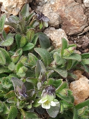 Viola kitaibeliana
