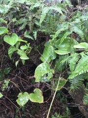 Smilax melastomifolia