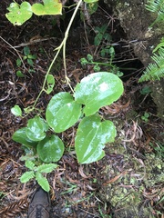 Smilax melastomifolia